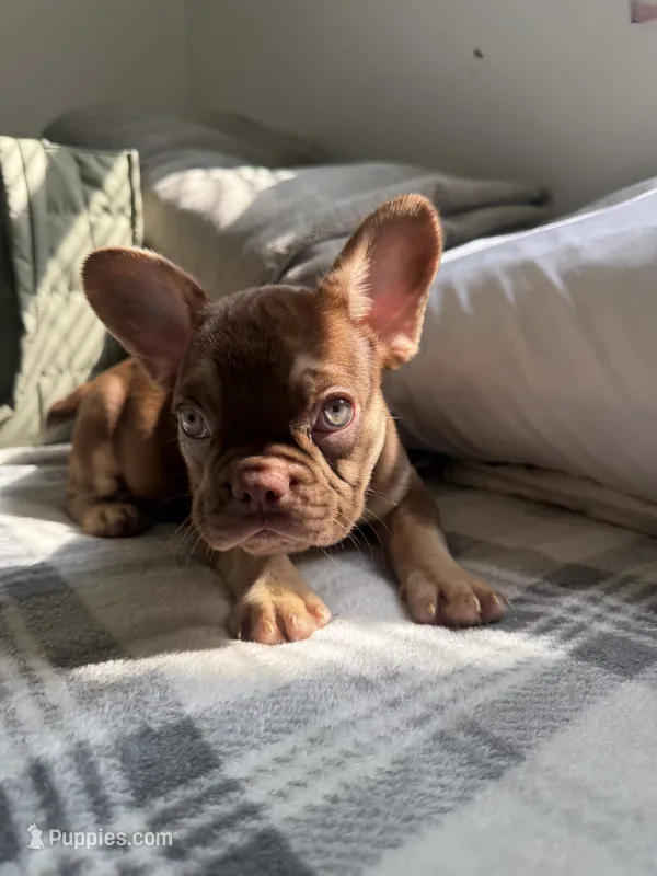 Letty – French Bulldog puppy for sale in Yonkers, NY