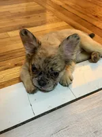 Luna , a female French Bulldog for sale in Yonkers, NY – 4 of 9