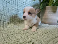 Pattie , a female Pembroke Welsh Corgi for sale in Laurel, MS – 3 of 5