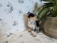 Marge , a female Pembroke Welsh Corgi for sale in Laurel, MS – 2 of 2