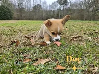 Doc, a male Pembroke Welsh Corgi for sale in Laurel, MS – Photo 3 of 6