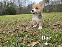 Doc, a male Pembroke Welsh Corgi for sale in Laurel, MS – Photo 5 of 6