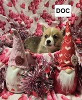 Doc, a male Pembroke Welsh Corgi for sale in Laurel, MS – Photo 6 of 6