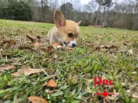 Doc, a male Pembroke Welsh Corgi for sale in Laurel, MS – Photo 4 of 6