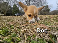 Doc, a male Pembroke Welsh Corgi for sale in Laurel, MS – Photo 2 of 6