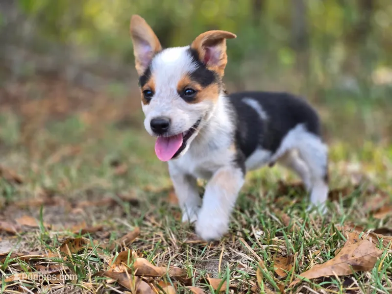 Sarge  – Pembroke Welsh Corgi puppy for sale in Laurel, MS