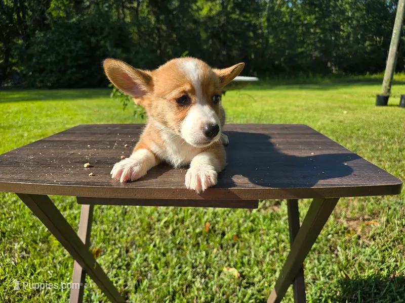 Roxi  – Pembroke Welsh Corgi puppy for sale in Laurel, MS
