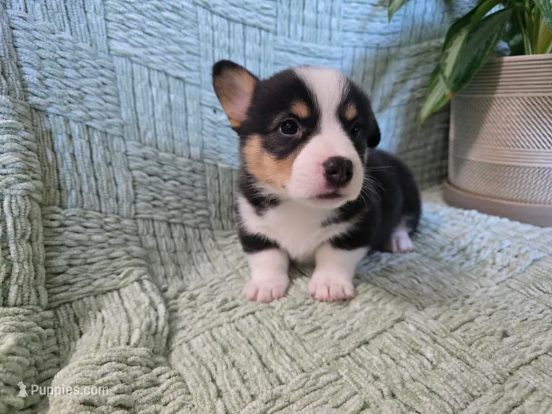 Loki  – Pembroke Welsh Corgi puppy for sale in Laurel, MS