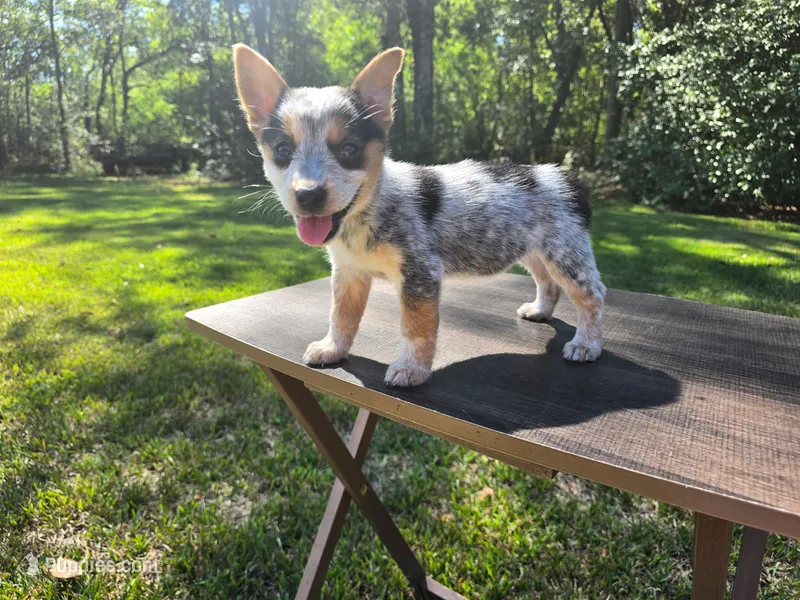 Maggie  – Pembroke Welsh Corgi puppy for sale in Laurel, MS