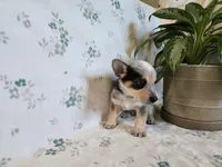 Sarge , a male Pembroke Welsh Corgi for sale in Laurel, MS – 2 of 2