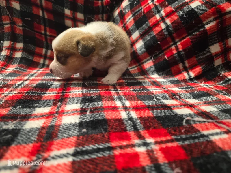 Copper  – Pembroke Welsh Corgi puppy for sale in Laurel, MS