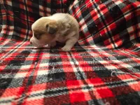 Copper , a male Pembroke Welsh Corgi for sale in Laurel, MS – 1 of 2