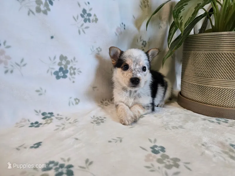 Sparrow  – Pembroke Welsh Corgi puppy for sale in Laurel, MS