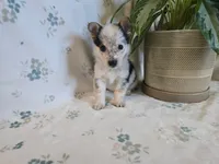 Sparrow , a male Pembroke Welsh Corgi for sale in Laurel, MS – 2 of 3