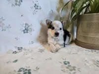 Sparrow , a male Pembroke Welsh Corgi for sale in Laurel, MS – 3 of 3