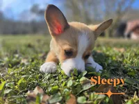 Sleepy, a male Pembroke Welsh Corgi for sale in Laurel, MS – Photo 4 of 6