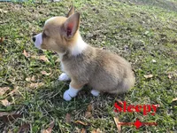Sleepy, a male Pembroke Welsh Corgi for sale in Laurel, MS – Photo 3 of 6