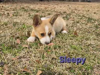 Sleepy, a male Pembroke Welsh Corgi for sale in Laurel, MS – Photo 2 of 6