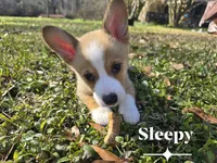 Sleepy, a male Pembroke Welsh Corgi for sale in Laurel, MS – Photo 5 of 6