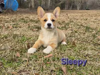 Sleepy, a male Pembroke Welsh Corgi for sale in Laurel, MS – Photo 1 of 6
