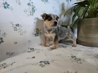 Maggie , a female Pembroke Welsh Corgi for sale in Laurel, MS – 2 of 2
