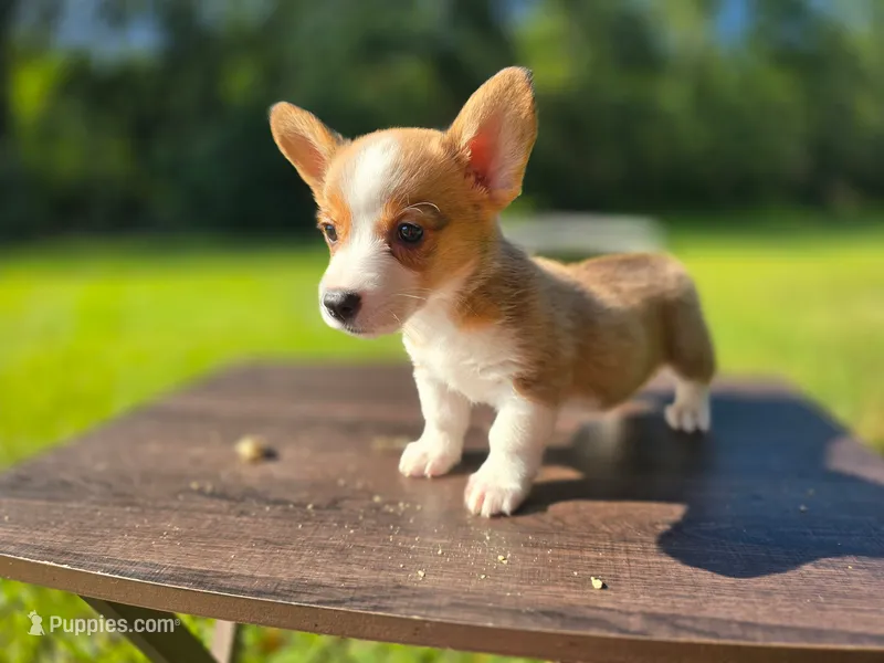 Taylor  – Pembroke Welsh Corgi puppy for sale in Laurel, MS