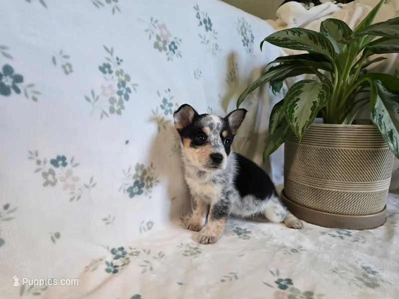 Marge  – Pembroke Welsh Corgi puppy for sale in Laurel, MS