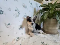 Marge , a female Pembroke Welsh Corgi for sale in Laurel, MS – 1 of 2