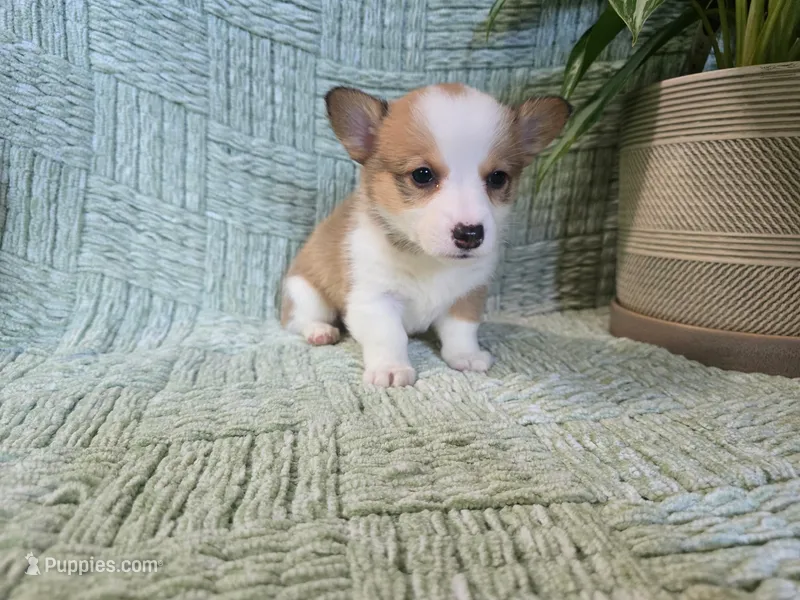 Pattie  – Pembroke Welsh Corgi puppy for sale in Laurel, MS