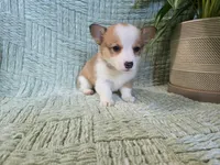 Pattie , a female Pembroke Welsh Corgi for sale in Laurel, MS – 2 of 5