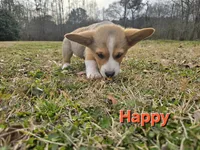 Happy, a male Pembroke Welsh Corgi for sale in Laurel, MS – Photo 1 of 6