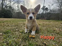 Happy, a male Pembroke Welsh Corgi for sale in Laurel, MS – Photo 2 of 6