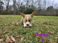 Happy, a male Pembroke Welsh Corgi for sale in Laurel, MS – Photo 5 of 6