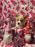 Happy, a male Pembroke Welsh Corgi for sale in Laurel, MS – Photo 6 of 6