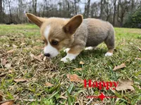 Happy, a male Pembroke Welsh Corgi for sale in Laurel, MS – Photo 3 of 6