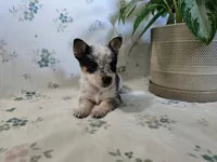Freckles , a female Pembroke Welsh Corgi for sale in Laurel, MS – 2 of 2