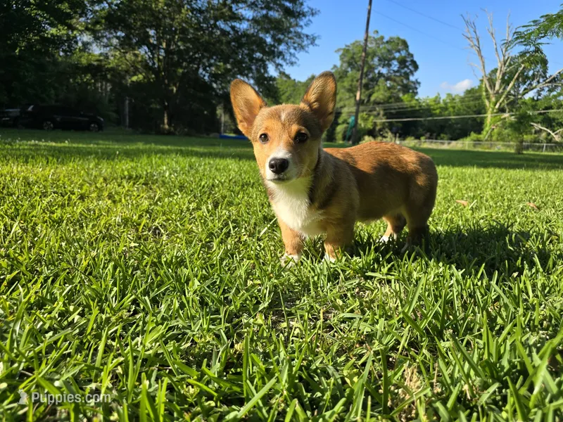Doobie  – Pembroke Welsh Corgi puppy for sale in Laurel, MS