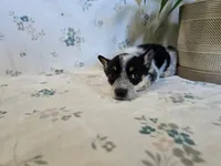 Lisa , a female Pembroke Welsh Corgi for sale in Laurel, MS – 2 of 2