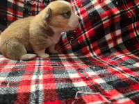 Roxi , a female Pembroke Welsh Corgi for sale in Laurel, MS – 2 of 2