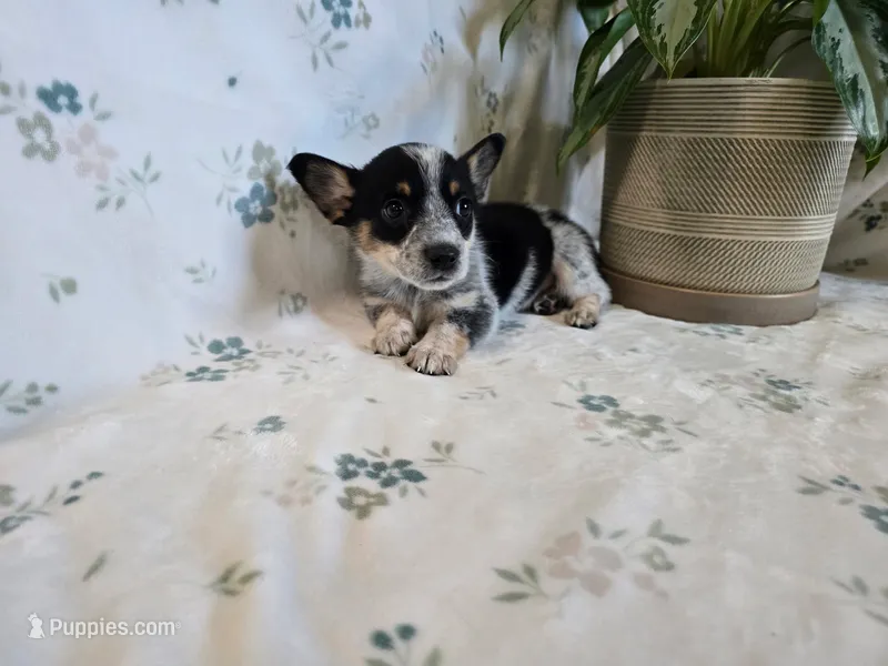 Lisa  – Pembroke Welsh Corgi puppy for sale in Laurel, MS
