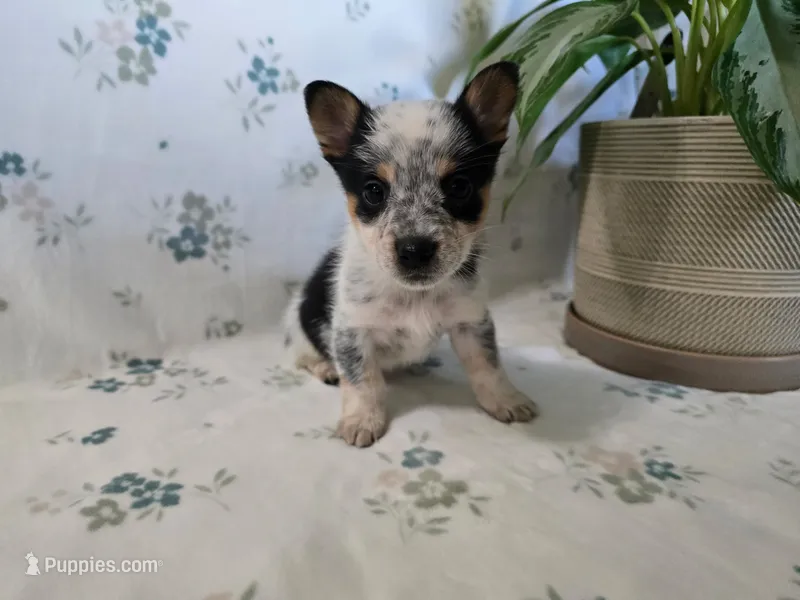 Freckles  – Pembroke Welsh Corgi puppy on hold in Laurel, MS