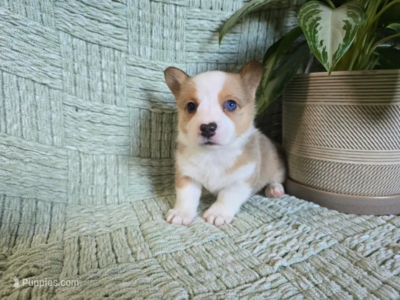Copper  – Pembroke Welsh Corgi puppy for sale in Laurel, MS