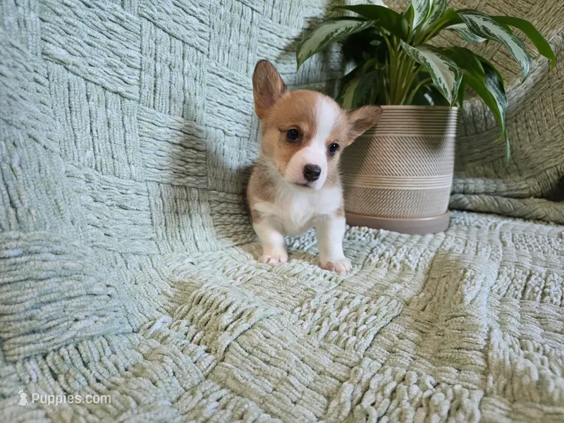 Taylor  – Pembroke Welsh Corgi puppy for sale in Laurel, MS