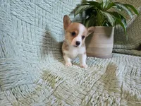 Taylor , a female Pembroke Welsh Corgi for sale in Laurel, MS – 2 of 5