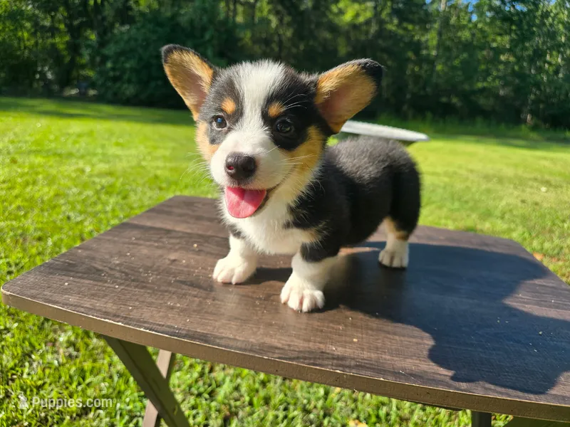 Loki  – Pembroke Welsh Corgi puppy on hold in Laurel, MS