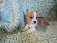 Taylor , a female Pembroke Welsh Corgi for sale in Laurel, MS – 3 of 5