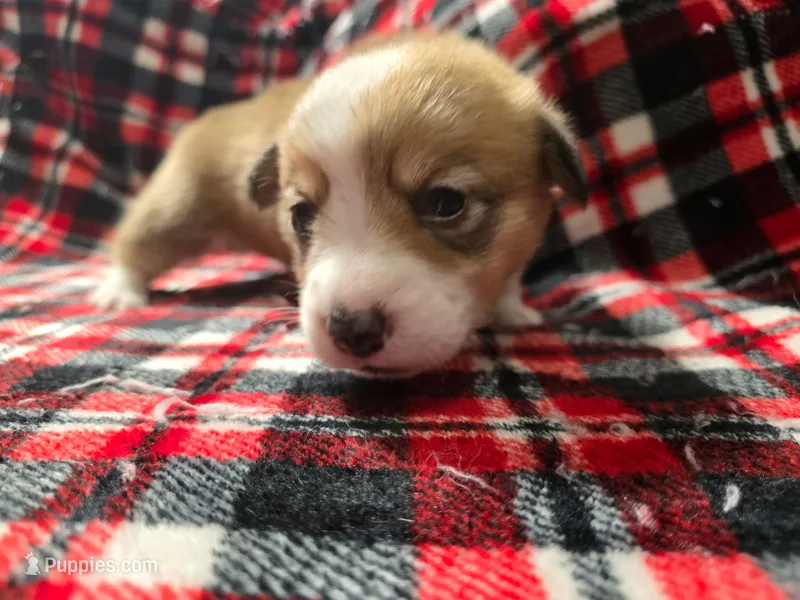Roxi  – Pembroke Welsh Corgi puppy for sale in Laurel, MS