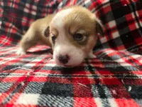Roxi , a female Pembroke Welsh Corgi for sale in Laurel, MS – 1 of 2
