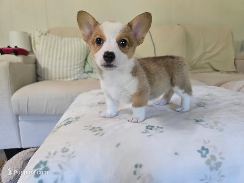 Pattie  – Pembroke Welsh Corgi puppy for sale in Laurel, MS