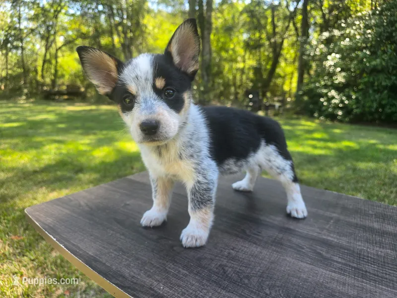 Marge  – Pembroke Welsh Corgi puppy for sale in Laurel, MS
